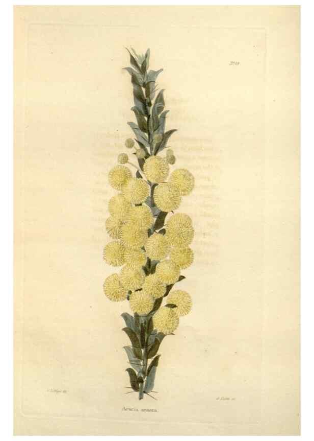 Reproducción/Reproduction 48623858702: The botanical cabinet. London :John & Arthur Arch ...,1817-1833.. 