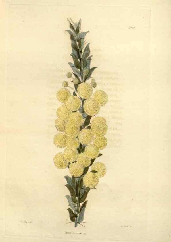 Reproducción/Reproduction 48623858702: The botanical cabinet. London :John & Arthur Arch ...,1817-1833.. 