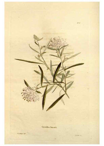 Reproducción/Reproduction 48623710851: The botanical cabinet. London :John & Arthur Arch ...,1817-1833.. 