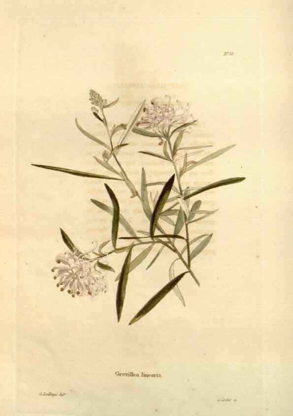Reproducción/Reproduction 48623710851: The botanical cabinet. London :John & Arthur Arch ...,1817-1833.. 