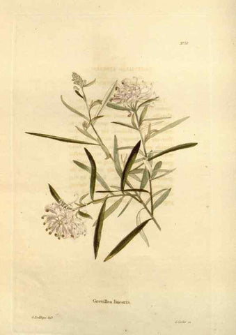 Reproducción/Reproduction 48623710851: The botanical cabinet. London :John & Arthur Arch ...,1817-1833.. 