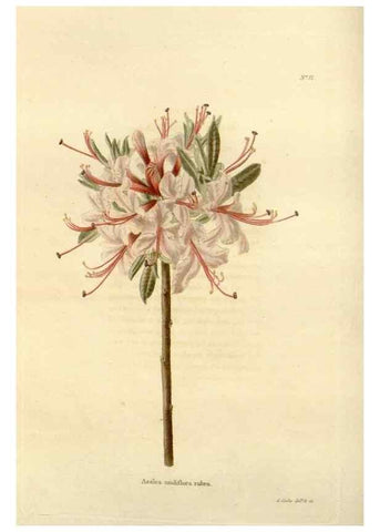 Reproducción/Reproduction 48623859312: The botanical cabinet. London :John & Arthur Arch ...,1817-1833.. 