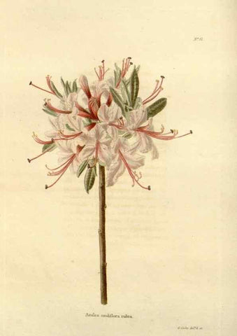 Reproducción/Reproduction 48623859312: The botanical cabinet. London :John & Arthur Arch ...,1817-1833.. 