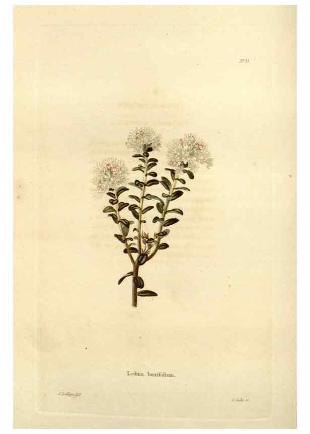 Reproducción/Reproduction 48623711546: The botanical cabinet. London :John & Arthur Arch ...,1817-1833.. 