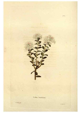 Reproducción/Reproduction 48623711546: The botanical cabinet. London :John & Arthur Arch ...,1817-1833.. 