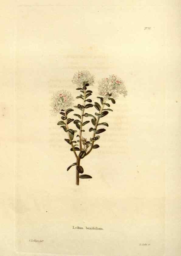 Reproducción/Reproduction 48623711546: The botanical cabinet. London :John & Arthur Arch ...,1817-1833.. 