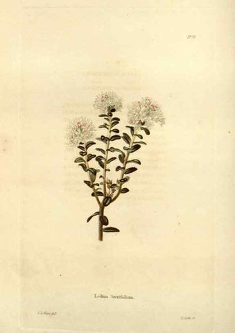 Reproducción/Reproduction 48623711546: The botanical cabinet. London :John & Arthur Arch ...,1817-1833.. 