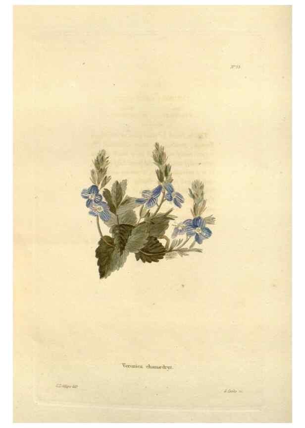 Reproducción/Reproduction 48623358638: The botanical cabinet. London :John & Arthur Arch ...,1817-1833.. 