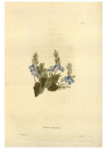 Reproducción/Reproduction 48623358638: The botanical cabinet. London :John & Arthur Arch ...,1817-1833.. 