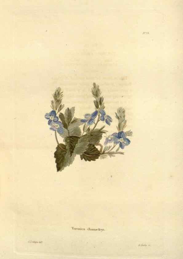 Reproducción/Reproduction 48623358638: The botanical cabinet. London :John & Arthur Arch ...,1817-1833.. 