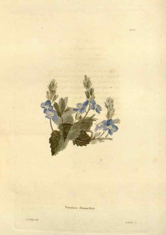 Reproducción/Reproduction 48623358638: The botanical cabinet. London :John & Arthur Arch ...,1817-1833.. 