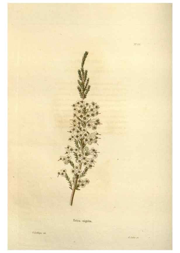 Reproducción/Reproduction 48623712186: The botanical cabinet. London :John & Arthur Arch ...,1817-1833.. 