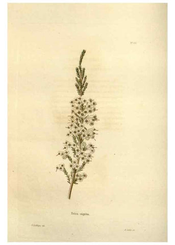 Reproducción/Reproduction 48623712186: The botanical cabinet. London :John & Arthur Arch ...,1817-1833.. 