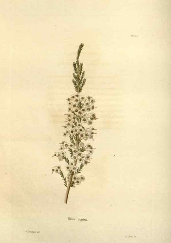 Reproducción/Reproduction 48623712186: The botanical cabinet. London :John & Arthur Arch ...,1817-1833.. 