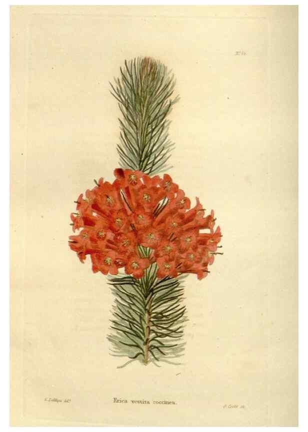 Reproducción/Reproduction 48623359248: The botanical cabinet. London :John & Arthur Arch ...,1817-1833.. 