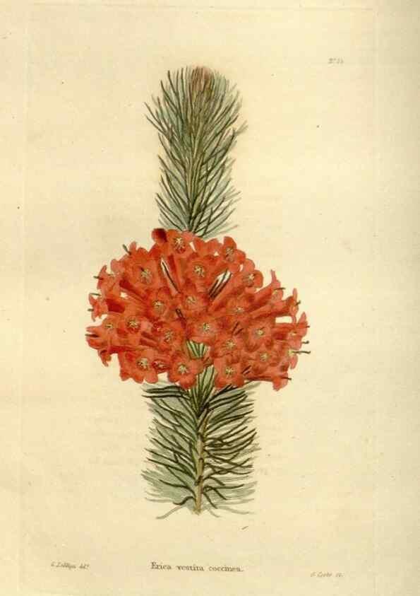 Reproducción/Reproduction 48623359248: The botanical cabinet. London :John & Arthur Arch ...,1817-1833.. 