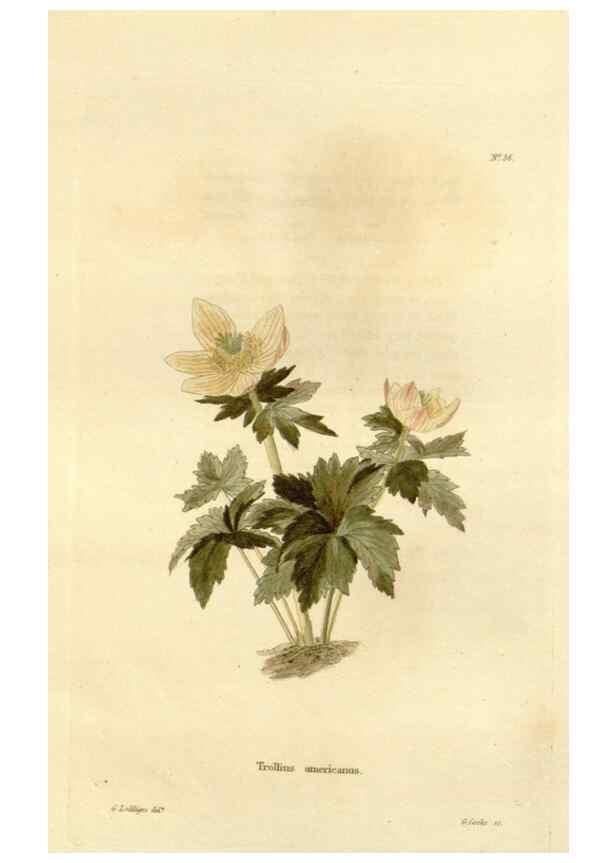 Reproducción/Reproduction 48623712956: The botanical cabinet. London :John & Arthur Arch ...,1817-1833.. 