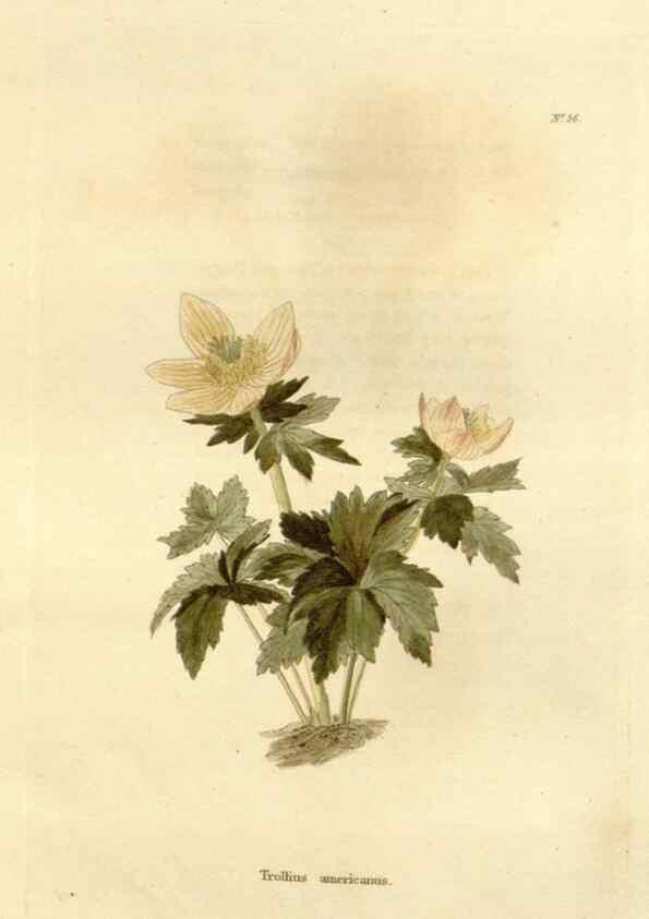 Reproducción/Reproduction 48623712956: The botanical cabinet. London :John & Arthur Arch ...,1817-1833.. 