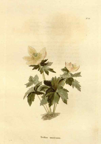 Reproducción/Reproduction 48623712956: The botanical cabinet. London :John & Arthur Arch ...,1817-1833.. 