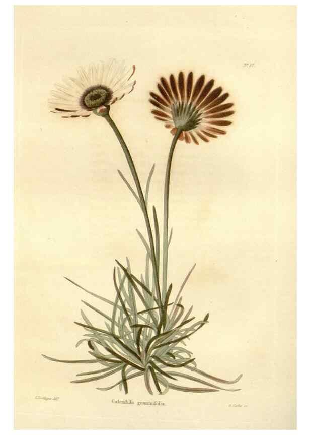 Reproducción/Reproduction 48623861462: The botanical cabinet. London :John & Arthur Arch ...,1817-1833.. 