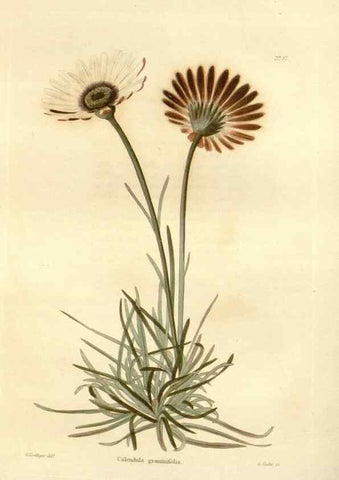 Reproducción/Reproduction 48623861462: The botanical cabinet. London :John & Arthur Arch ...,1817-1833.. 