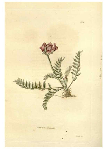 Reproducción/Reproduction 48623713726: The botanical cabinet. London :John & Arthur Arch ...,1817-1833.. 