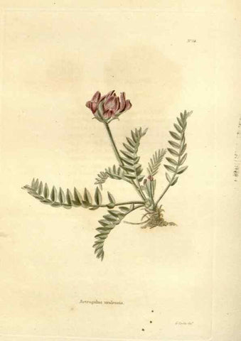 Reproducción/Reproduction 48623713726: The botanical cabinet. London :John & Arthur Arch ...,1817-1833.. 