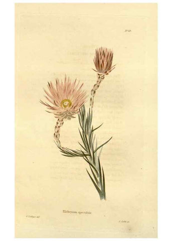 Reproducción/Reproduction 48623360893: The botanical cabinet. London :John & Arthur Arch ...,1817-1833.. 