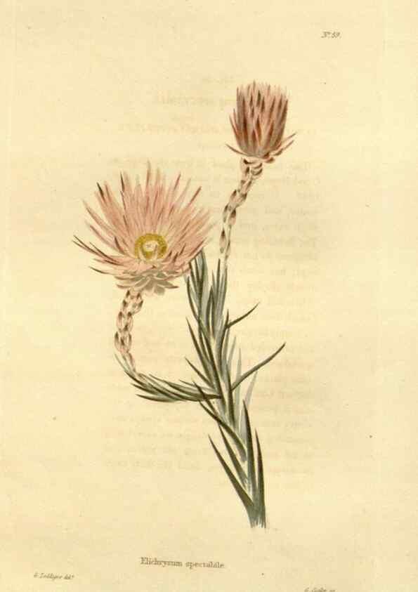 Reproducción/Reproduction 48623360893: The botanical cabinet. London :John & Arthur Arch ...,1817-1833.. 
