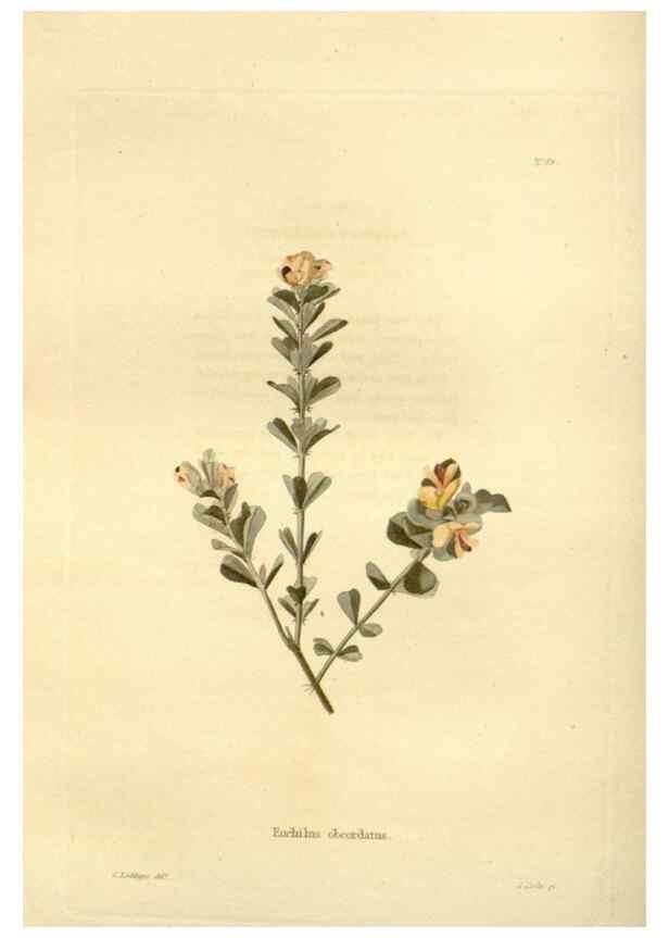 Reproducción/Reproduction 48623862752: The botanical cabinet. London :John & Arthur Arch ...,1817-1833.. 