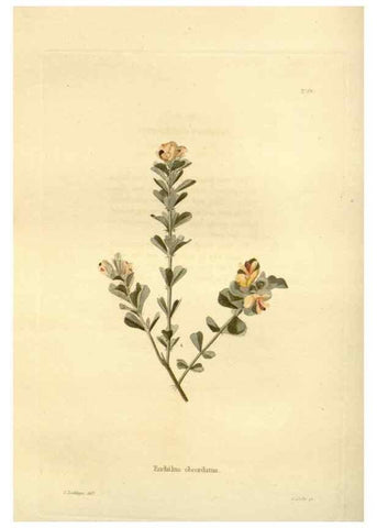 Reproducción/Reproduction 48623862752: The botanical cabinet. London :John & Arthur Arch ...,1817-1833.. 