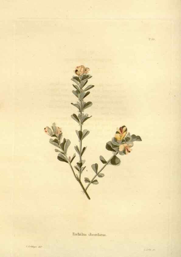 Reproducción/Reproduction 48623862752: The botanical cabinet. London :John & Arthur Arch ...,1817-1833.. 
