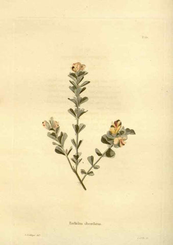 Reproducción/Reproduction 48623862752: The botanical cabinet. London :John & Arthur Arch ...,1817-1833.. 