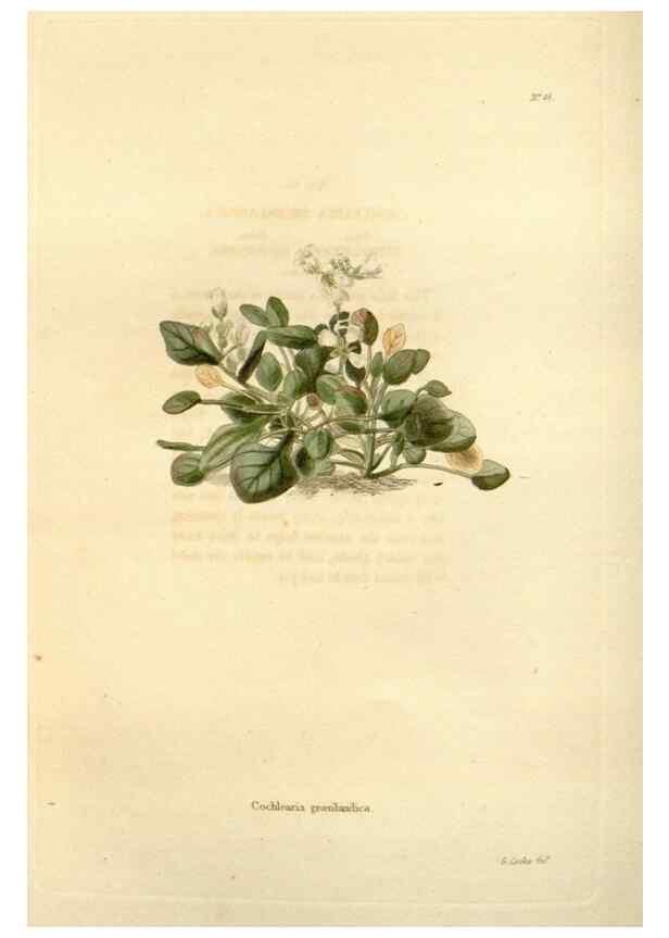 Reproducción/Reproduction 48623709081: The botanical cabinet. London :John & Arthur Arch ...,1817-1833.. 