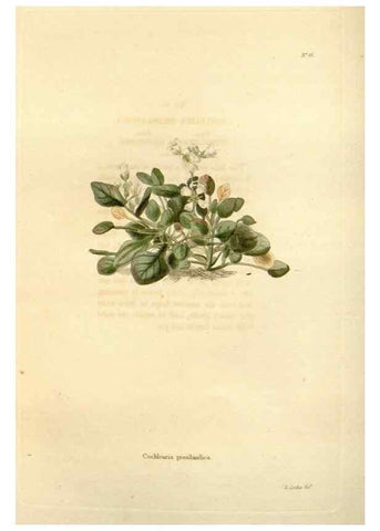 Reproducción/Reproduction 48623709081: The botanical cabinet. London :John & Arthur Arch ...,1817-1833.. 