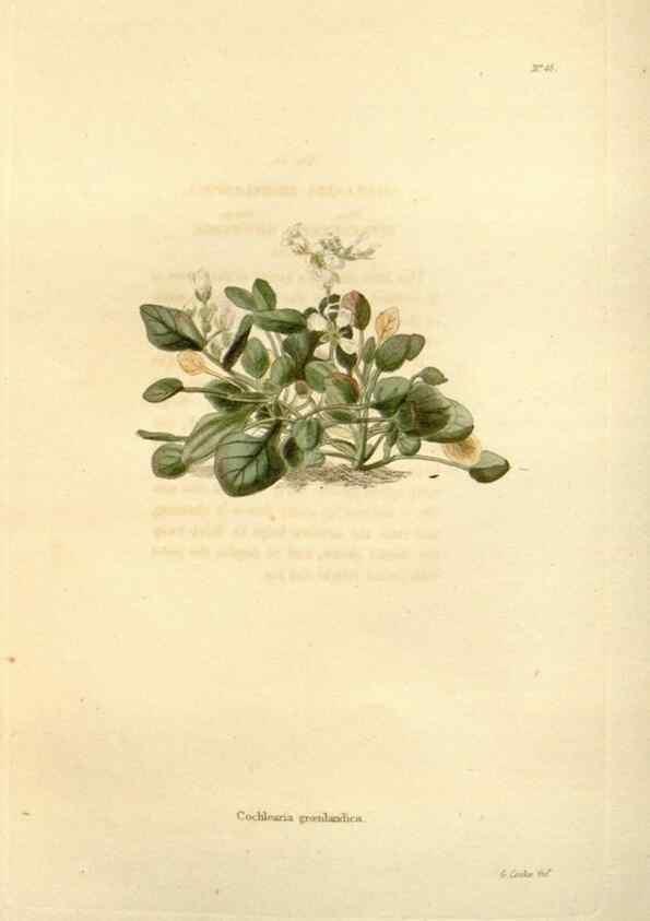 Reproducción/Reproduction 48623709081: The botanical cabinet. London :John & Arthur Arch ...,1817-1833.. 