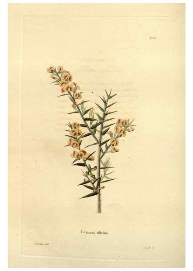 Reproducción/Reproduction 48623708581: The botanical cabinet. London :John & Arthur Arch ...,1817-1833.. 