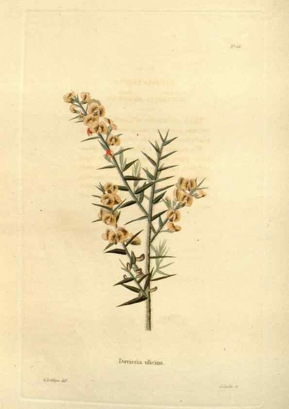 Reproducción/Reproduction 48623708581: The botanical cabinet. London :John & Arthur Arch ...,1817-1833.. 