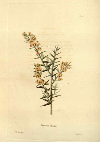 Reproducción/Reproduction 48623708581: The botanical cabinet. London :John & Arthur Arch ...,1817-1833.. 
