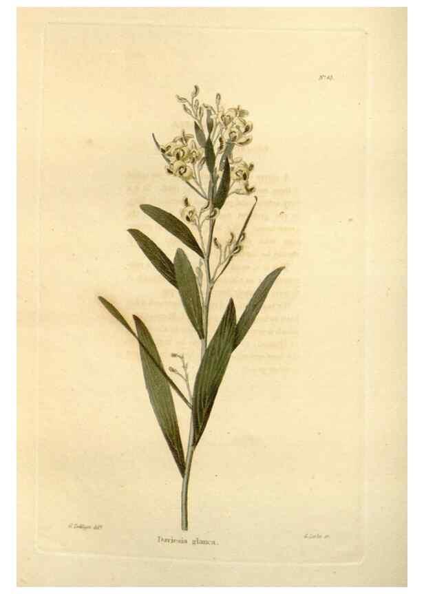 Reproducción/Reproduction 48623856312: The botanical cabinet. London :John & Arthur Arch ...,1817-1833.. 