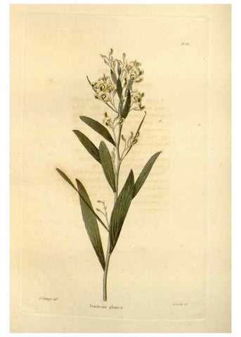 Reproducción/Reproduction 48623856312: The botanical cabinet. London :John & Arthur Arch ...,1817-1833.. 