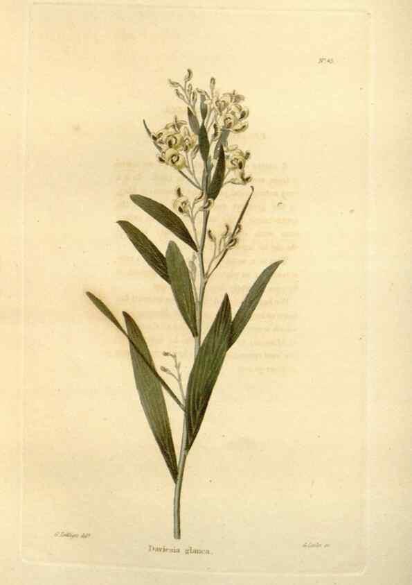 Reproducción/Reproduction 48623856312: The botanical cabinet. London :John & Arthur Arch ...,1817-1833.. 