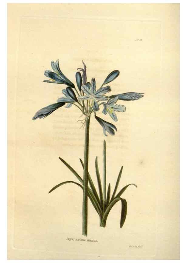 Reproducción/Reproduction 48623354513: The botanical cabinet. London :John & Arthur Arch ...,1817-1833.. 