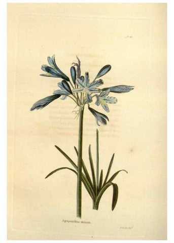 Reproducción/Reproduction 48623354513: The botanical cabinet. London :John & Arthur Arch ...,1817-1833.. 