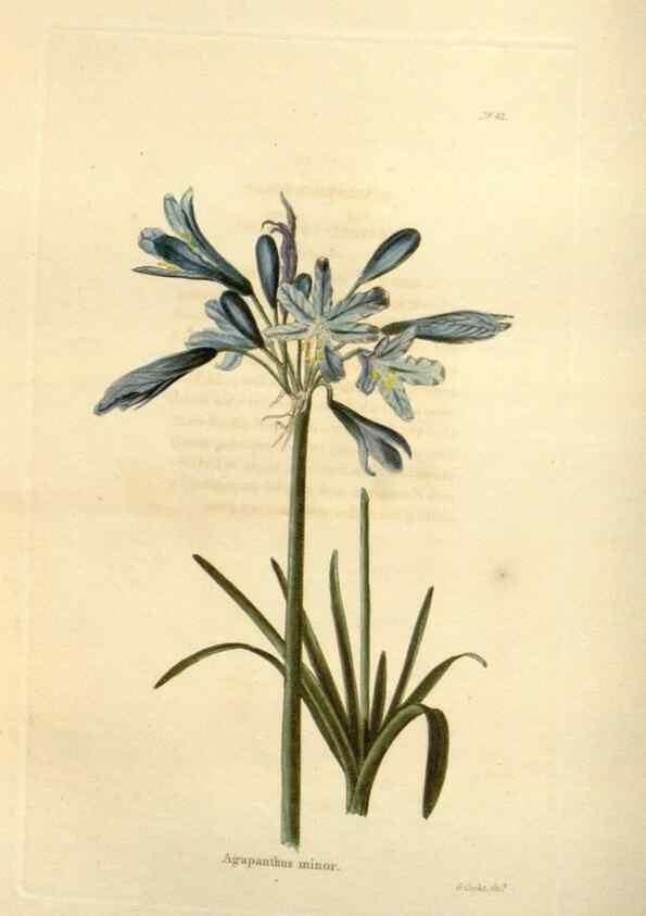Reproducción/Reproduction 48623354513: The botanical cabinet. London :John & Arthur Arch ...,1817-1833.. 