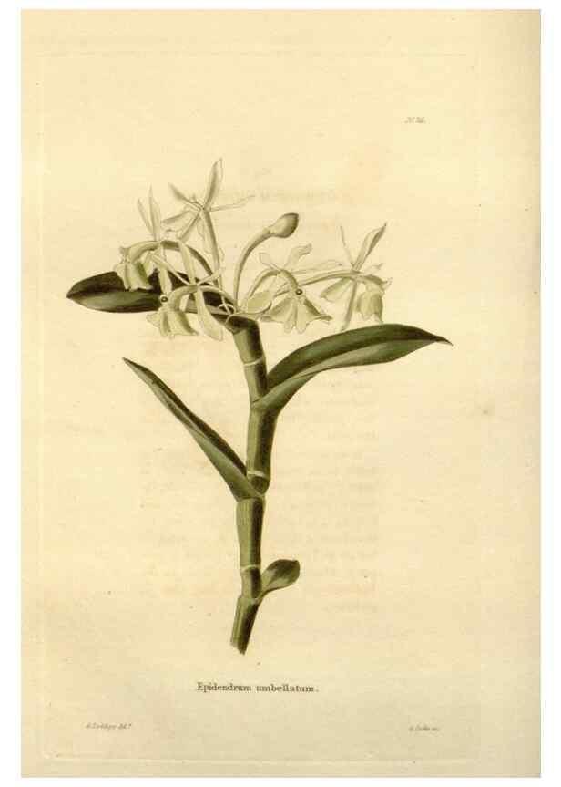 Reproducción/Reproduction 48623702551: The botanical cabinet. London :John & Arthur Arch ...,1817-1833.. 