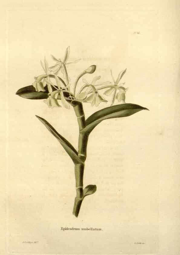 Reproducción/Reproduction 48623702551: The botanical cabinet. London :John & Arthur Arch ...,1817-1833.. 