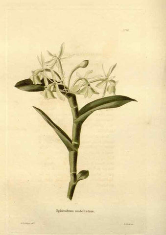 Reproducción/Reproduction 48623702551: The botanical cabinet. London :John & Arthur Arch ...,1817-1833.. 
