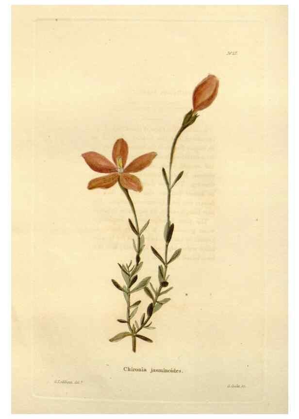 Reproducción/Reproduction 48623702976: The botanical cabinet. London :John & Arthur Arch ...,1817-1833.. 