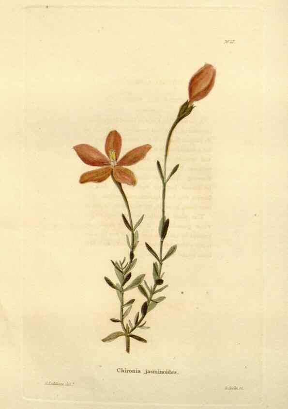 Reproducción/Reproduction 48623702976: The botanical cabinet. London :John & Arthur Arch ...,1817-1833.. 